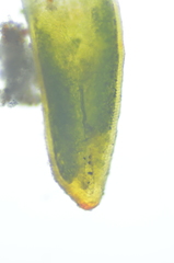 Aloina rigida