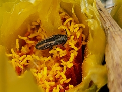 Acmaeodera quadrivittatoides