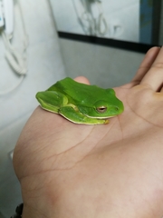 Zhangixalus smaragdinus