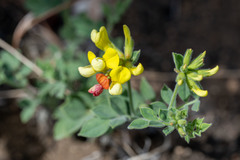Acmispon grandiflorus