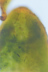 Aloina rigida
