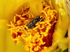 Acmaeodera quadrivittatoides