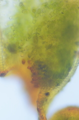 Aloina rigida