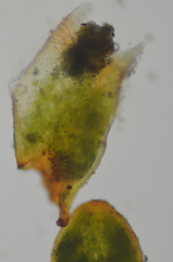 Aloina rigida
