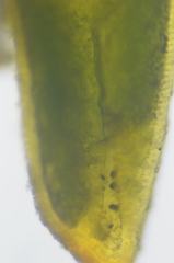 Aloina rigida