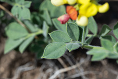 Acmispon grandiflorus