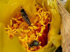 Acmaeodera quadrivittatoides