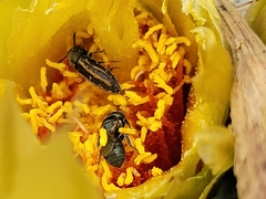 Acmaeodera quadrivittatoides