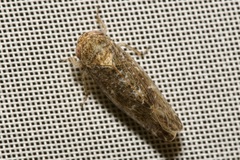 Allygidius atomarius