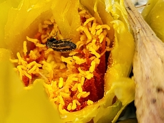 Acmaeodera quadrivittatoides