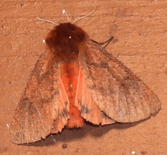 Phragmatobia assimilans