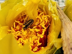 Acmaeodera quadrivittatoides