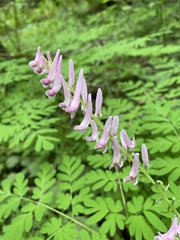 Corydalis scouleri