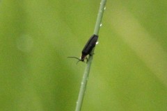 Lucidota atra