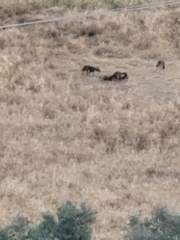 Canis aureus syriacus