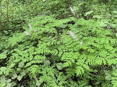 Corydalis scouleri