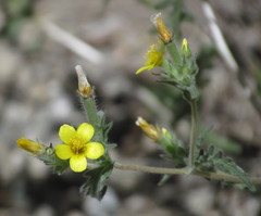 Mentzelia montana