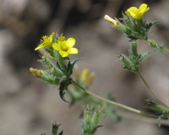 Mentzelia montana