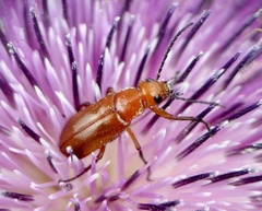 Nemognatha piazata