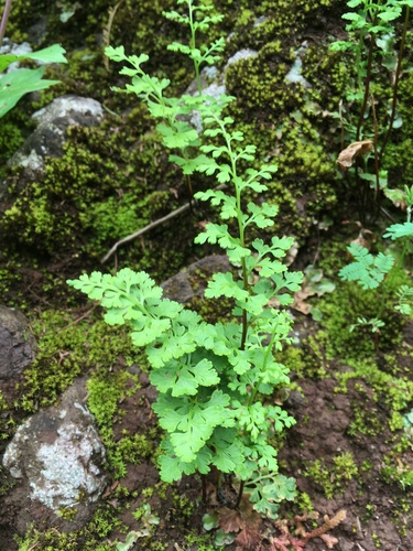 Anogramma leptophylla image