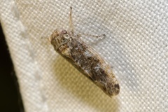 Allygidius atomarius