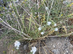 Mentzelia montana