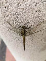 Orthetrum cancellatum