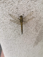 Orthetrum cancellatum