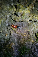 Adiathetus glaucopterus