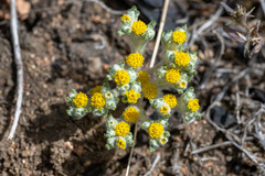Eriophyllum pringlei
