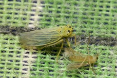 Cicadula quadrinotata