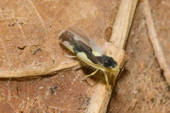 Eupteryx vittata