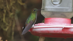 Haplophaedia aureliae