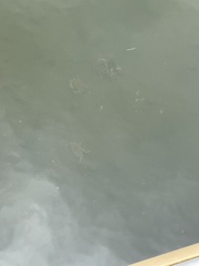 Metacarcinus magister