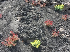 Senecio squalidus aethnensis
