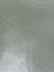 Metacarcinus magister