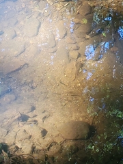 Rhinichthys atratulus