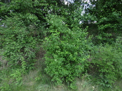 Lonicera × muendeniensis