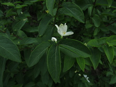 Lonicera × muendeniensis