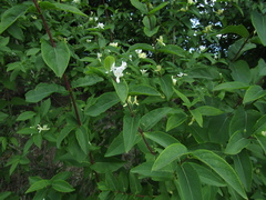 Lonicera × muendeniensis