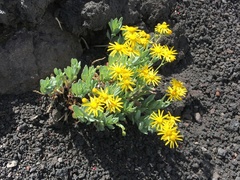 Senecio squalidus aethnensis