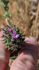 Epilobium densiflorum