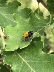 Lachnaia sexpunctata