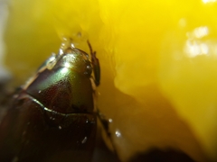 Callistethus marginatus