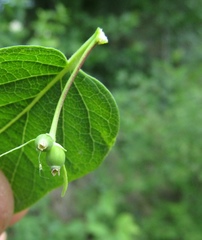 Lonicera × muendeniensis