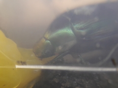 Callistethus marginatus