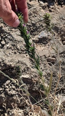 Epilobium densiflorum
