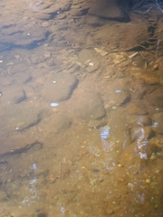 Rhinichthys atratulus