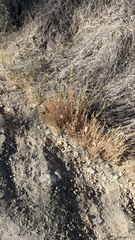 Epilobium densiflorum