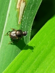 Onthophagus polyphemi